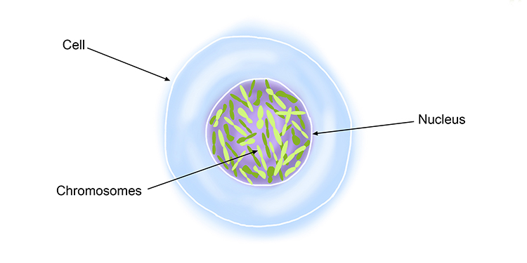 A cell contains a nucleus which contains chromosomes which differentiate to the species